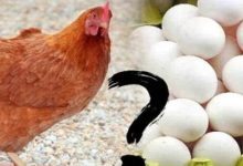 ’’پہلے مرغی آئی یا انڈہ ‘‘کی تلخ بحث نے دوست کی جان لے لی