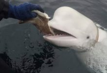 ناروے میں ولادیمیر کی وہیل کیمرہ ہولڈر کے ساتھ مل گئی، روس پر شکوک